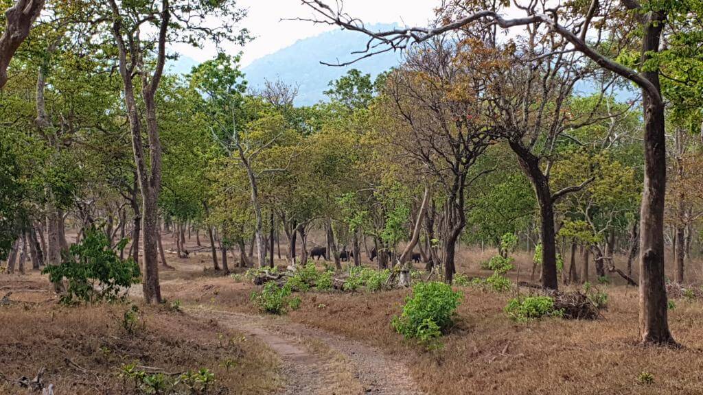 Elefanter i Mudumalai Nationalpark