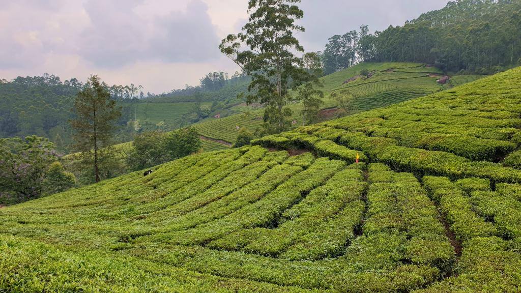 Teplantager i Sydindien