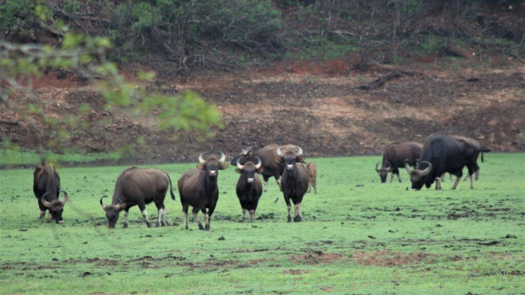 Bisoner i Periyar Indien