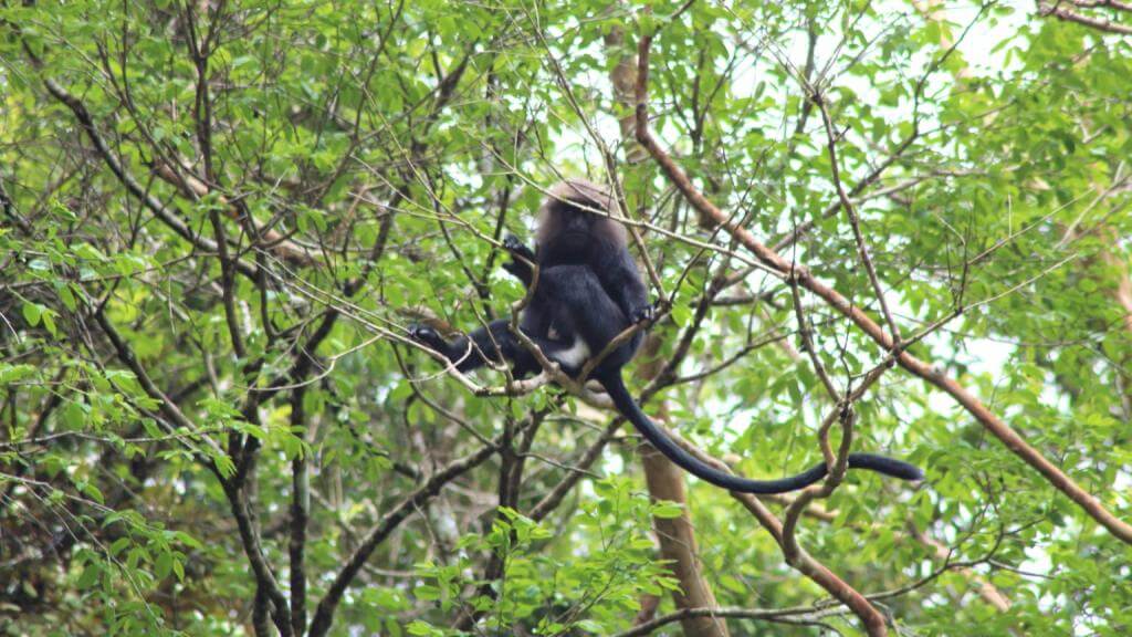 Black monkey Indien