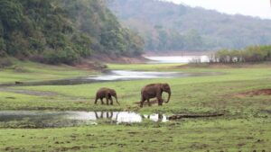 Elefanter i Periyar Indien