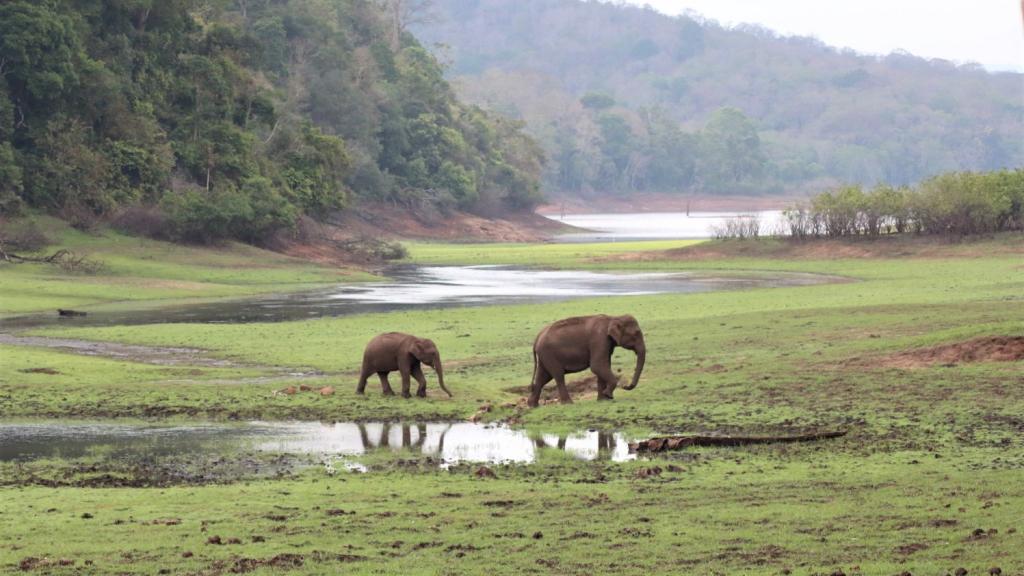 Elefanter i Periyar Indien