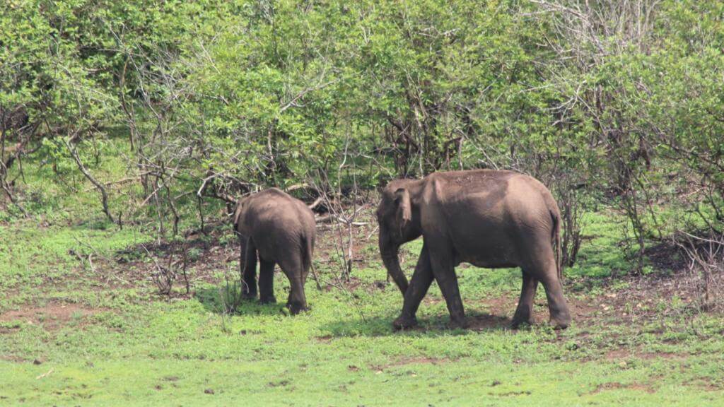 Elefantmor med sin unge i Indien