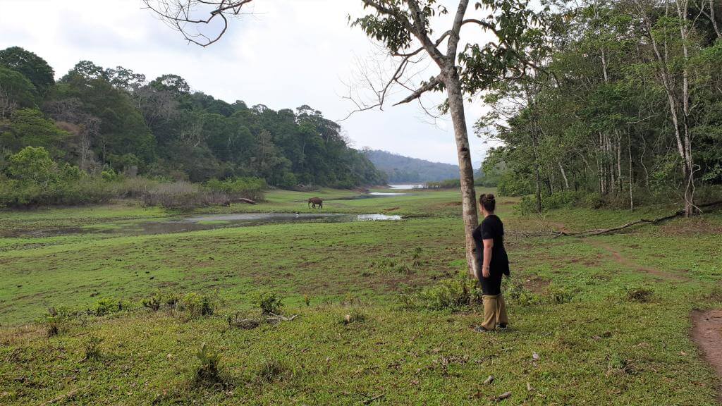 Frie elefanter i nationalpark