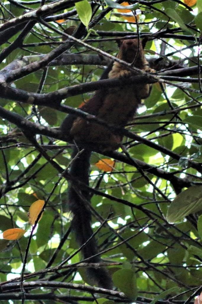 Kæmpe indisk egern i nationalpark