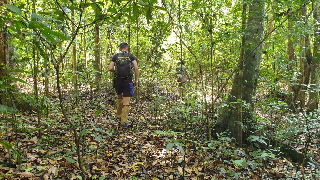 Løber igennem skoven i Periyar nationalpark Indien