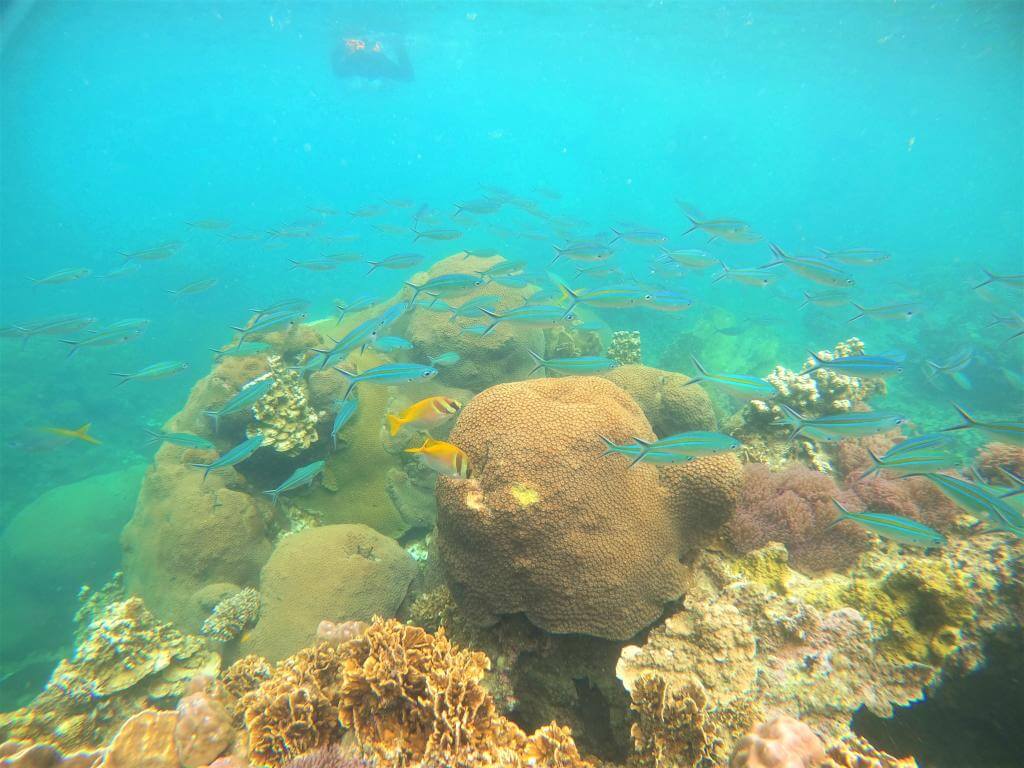 Snorkling og dyning på Koh Tao