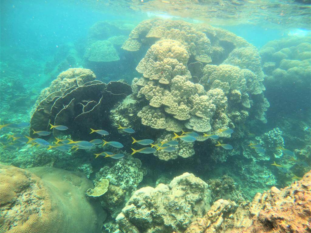 Under vand snorkling på Koh Tao