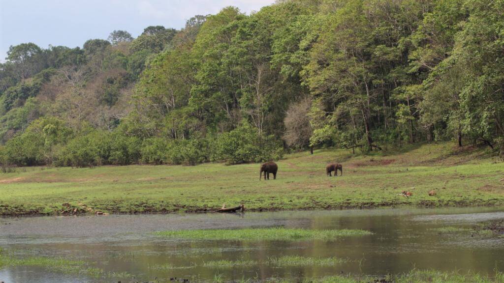 Vandreture i Periyar nationalpark