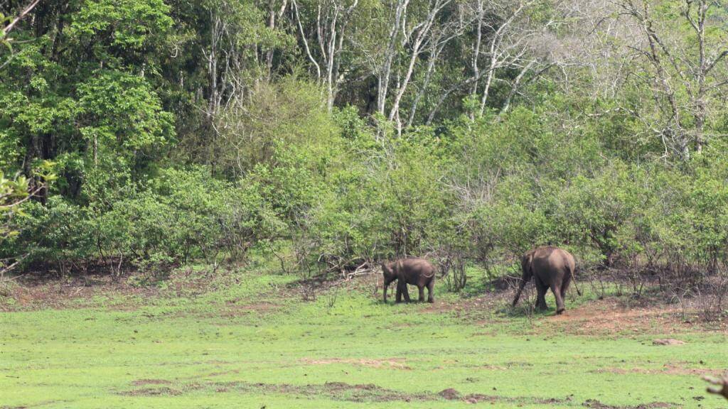 Vi spotter vilde elefanter i Periyar Nationalpark Indien