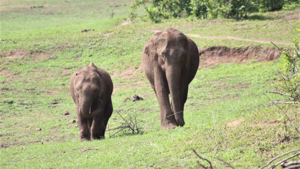 Vilde elefanter i Periyar Nationalpark Indien