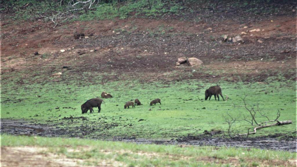 Vildsvin familie i Periyar