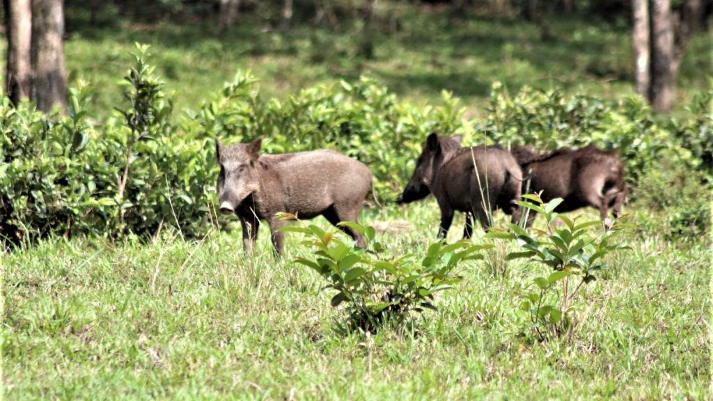 Vildsvin i Periyar Indien