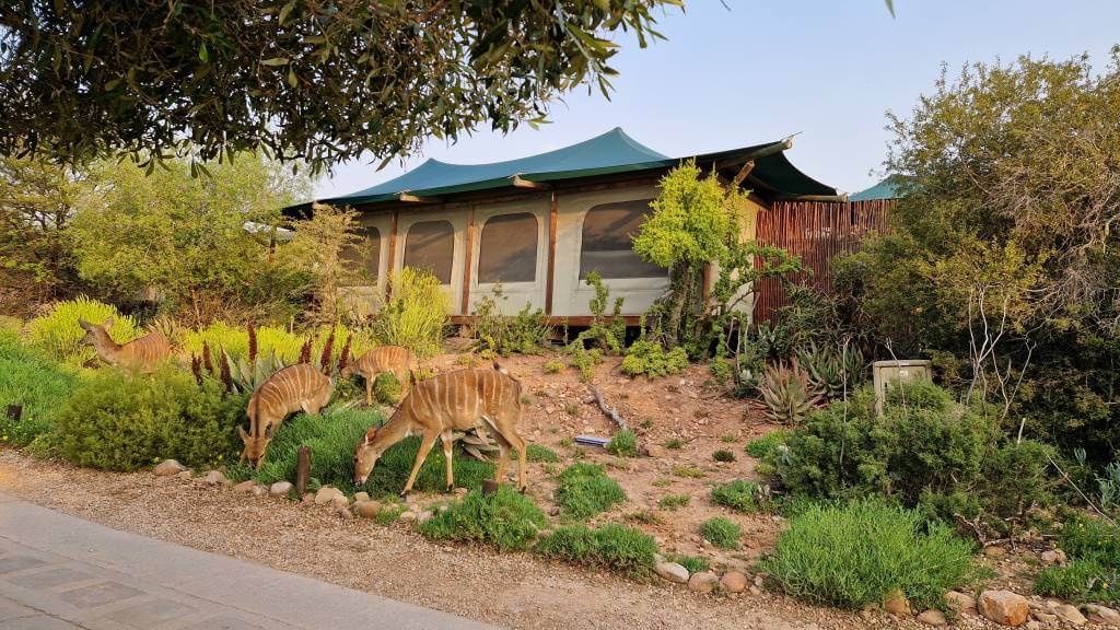 Buffelsdrift Game Lodge Sydafrika