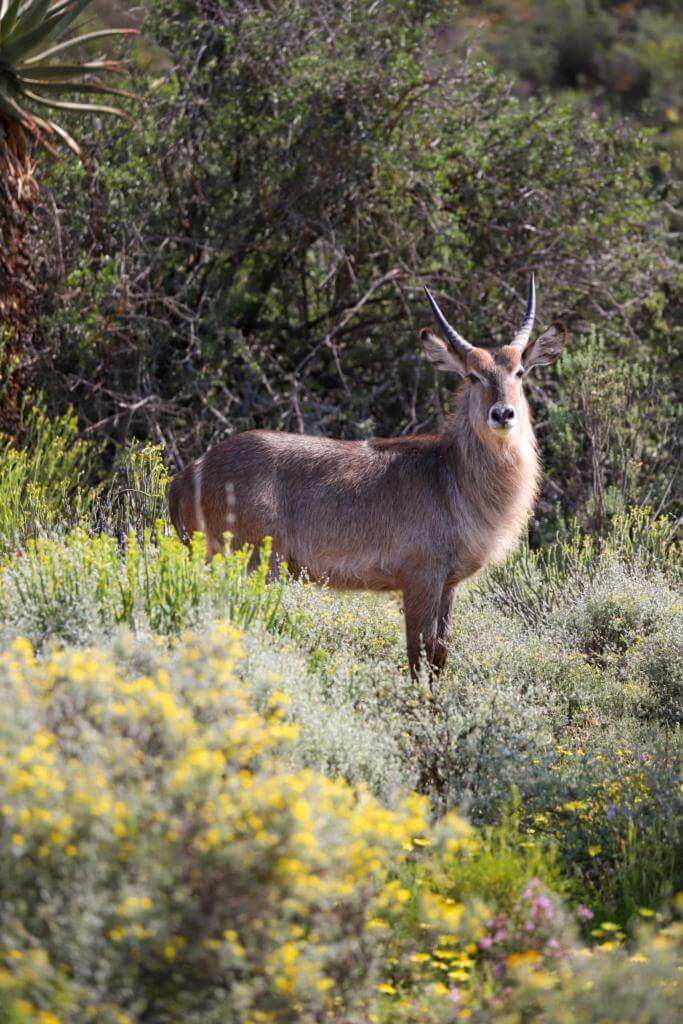 Dyr på buffelsdrift game lodge