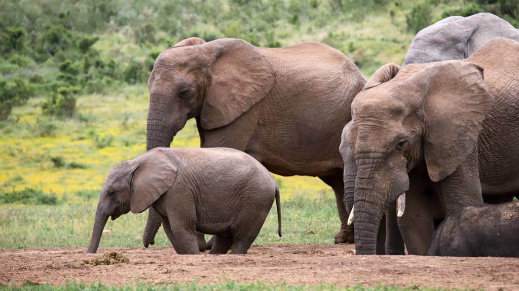 Elefanter i Addo Elephant park Sydafrika