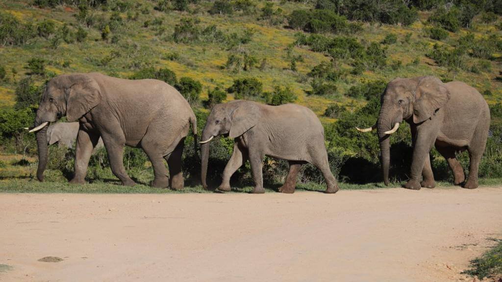 Elefanter - safari fra Cape Town