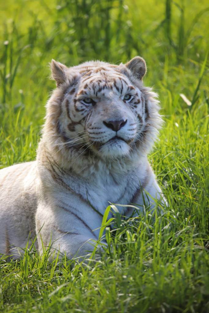 Hvid tiger i Jukani på Garden Route