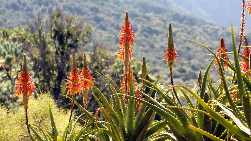 Kirstenbosch botaniske have i Cape Town