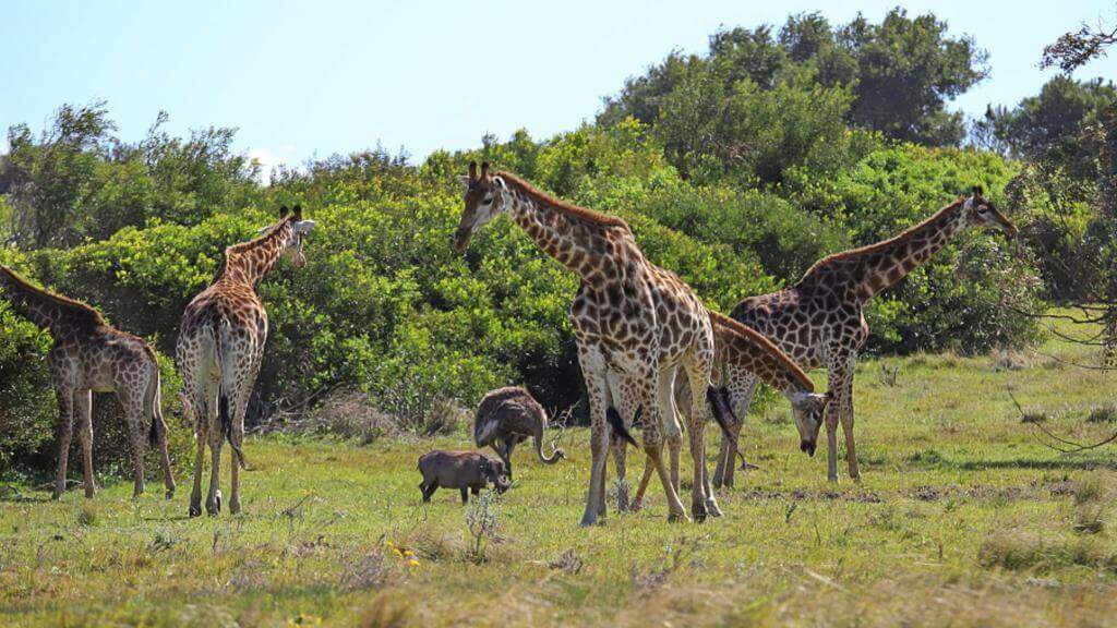 Kragga Kamma Sydafrika