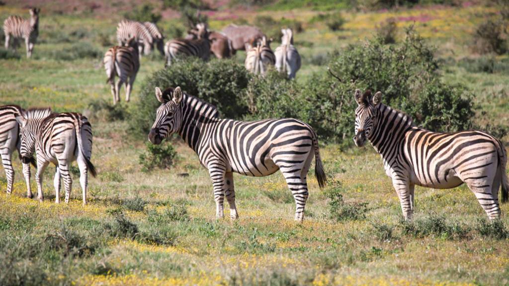 Zebra Addo Elephant park