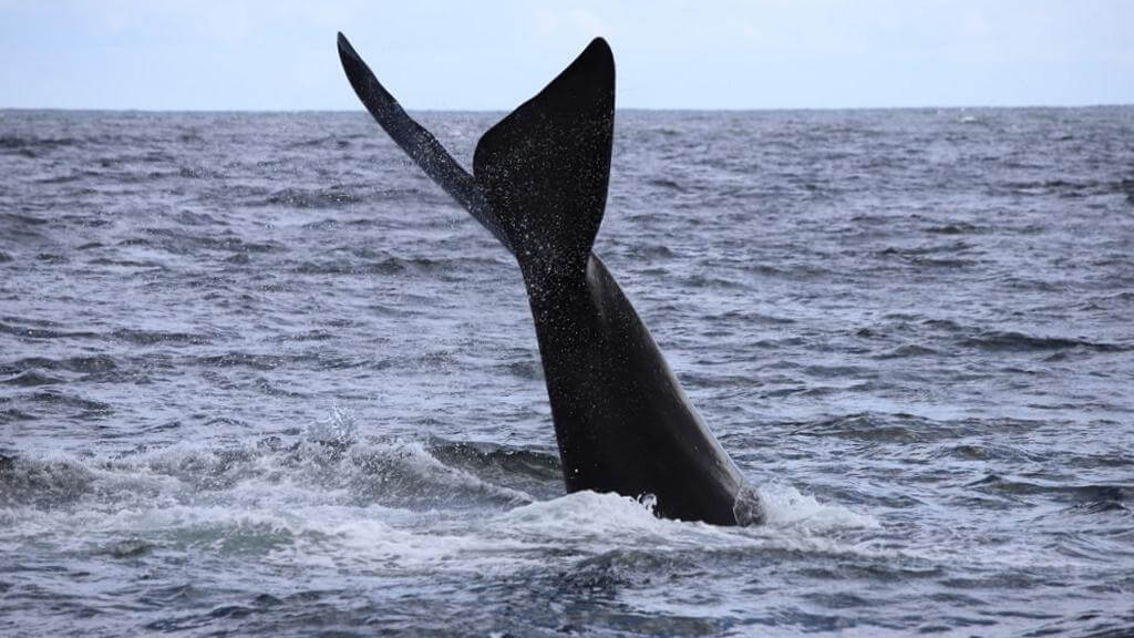 hvaler i sydafrika