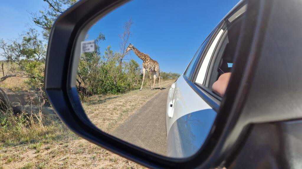 Giraf på safari i Sydafrika