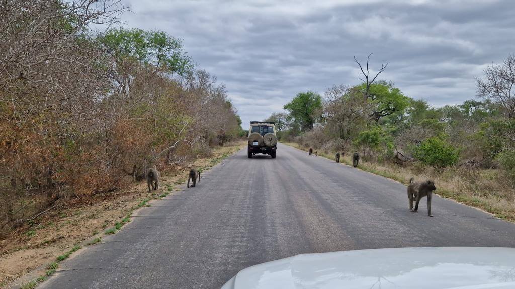 Safari i Sydafrika