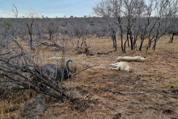 Sydafrika safari i Timbavati