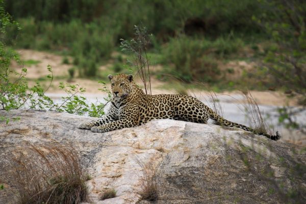 Sydafrika safari med leopard