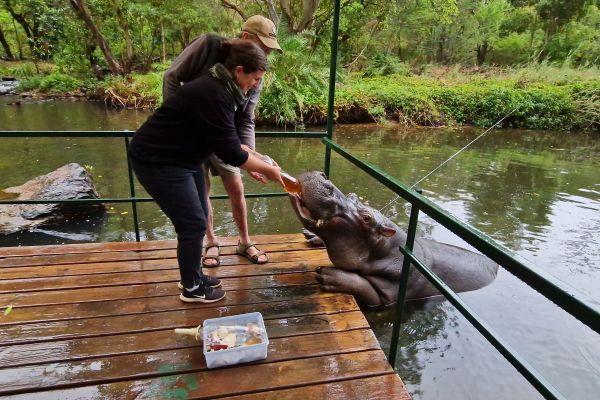 Tæt på flodhest i Sydafrika