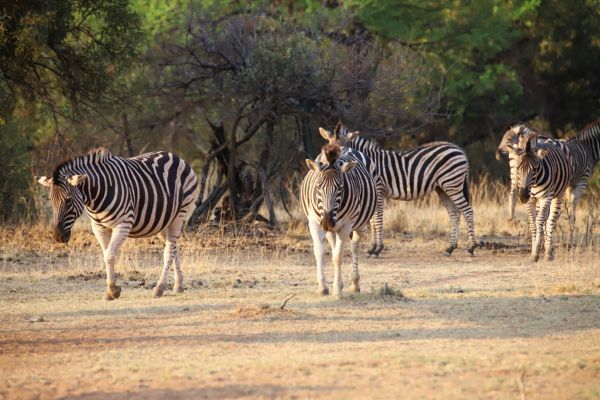 Zebra Lodge Sydafrika safari