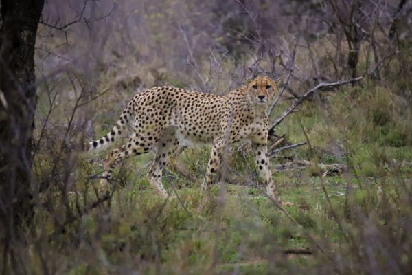 geparder på Sydafrika safari