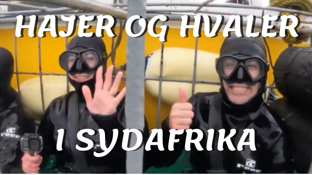 Dykker med hajer i året der gik 2023