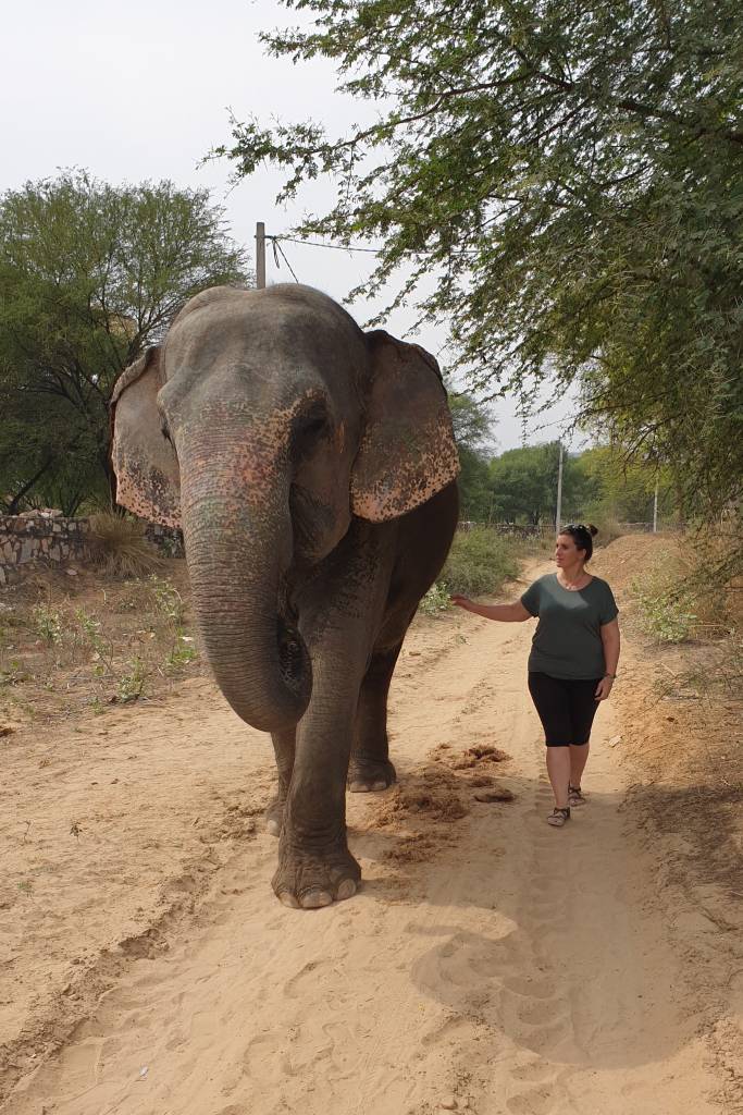 Tæt på elefanter i Indien