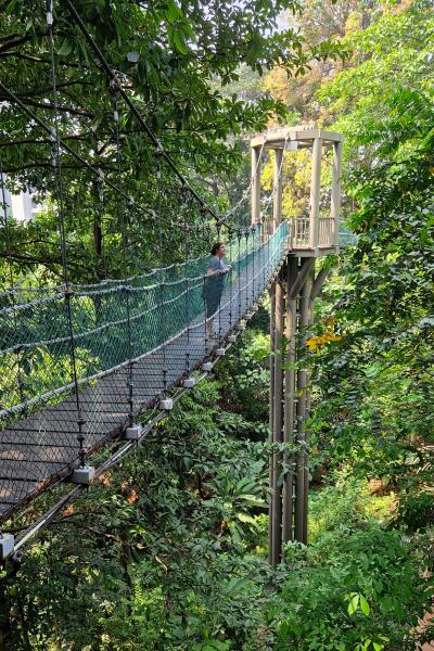 Hængebroer i KL Forest Eco Park Malaysia