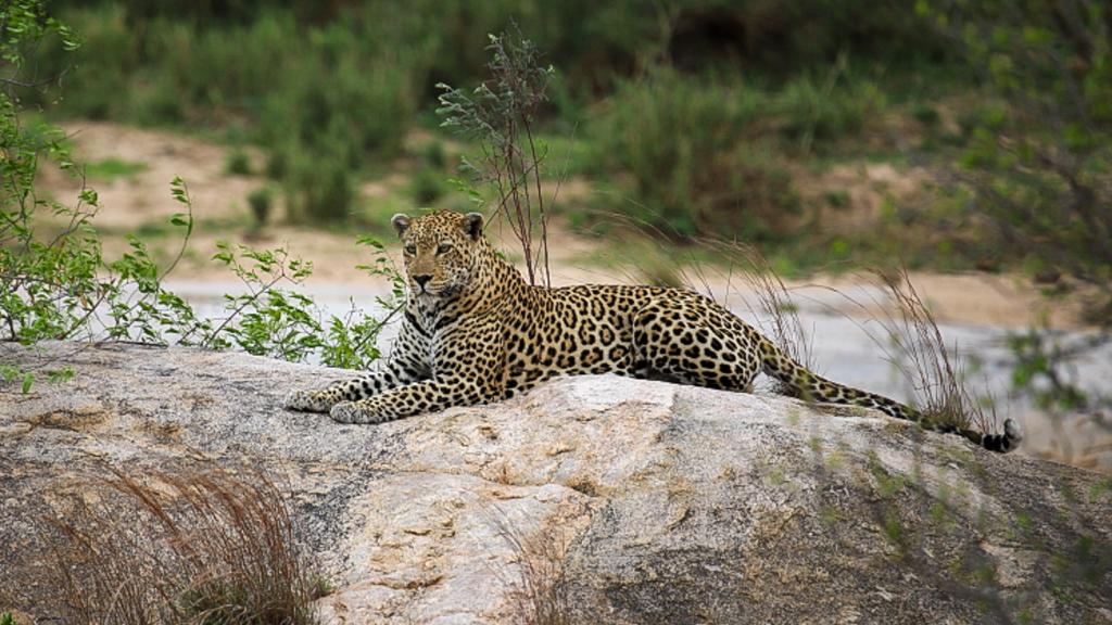 Safari i Kruger Nationalpark, Sydafrika