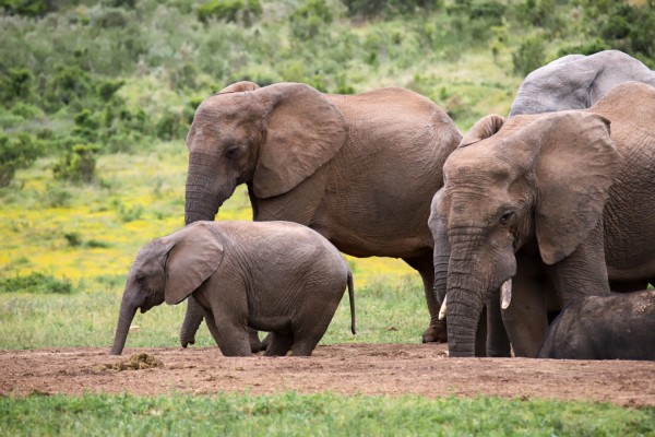 Addo Elefantpark