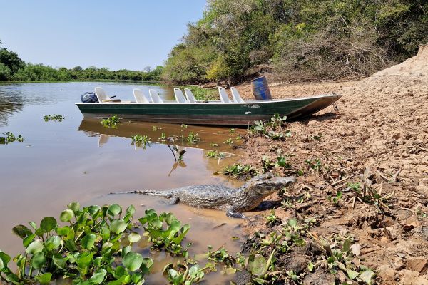 Guide til Pantanal Brasilien